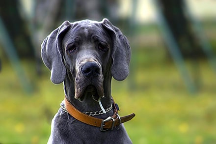 Grey Grate Dane